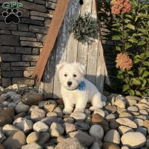 Andrew, West Highland Terrier Puppy